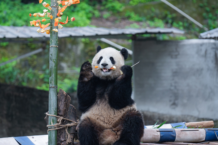 A giant panda eating a snack at Chongqing Zoo